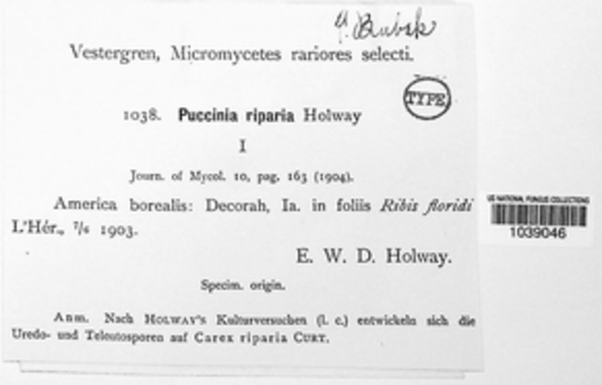 Puccinia riparia image